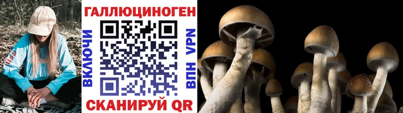 Псилоцибиновые грибы Psilocybine cubensis  Алдан 